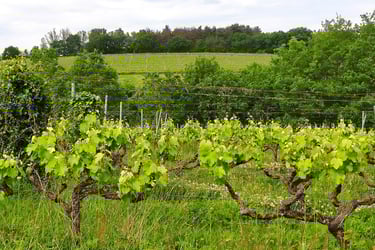 Vignes autour de Toulouse