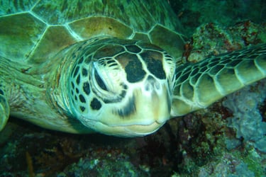 borneo sipadan diving island turtle