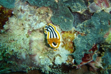borneo sipadan diving nudibranch