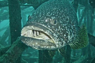 grouper kapali sipadan borneo malaysia