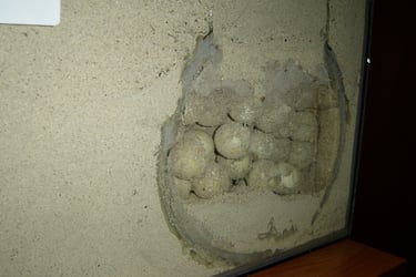borneo palau selingan turtle nest model