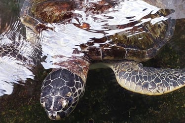 Phang Nga Coastal Fisheries Development Centre turtle