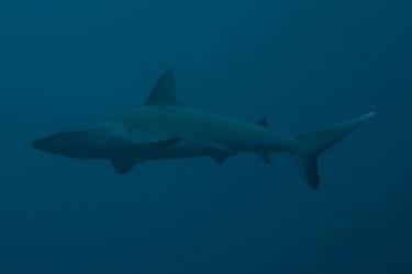 shark sipadan diving borneo malaysia