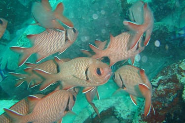 squirrel fish sipadan borneo