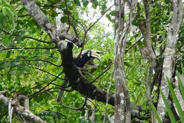 thailand takua pa little amazon