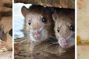 Rodents in Cavities throughout your home