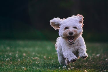 fluffy dog running