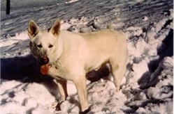 Historique du berger blanc suisse white shepherd Lobo White Burch