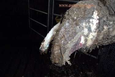 basculement d'onglon après la pose d'une talonnette