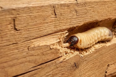 larve de capricorne vaud