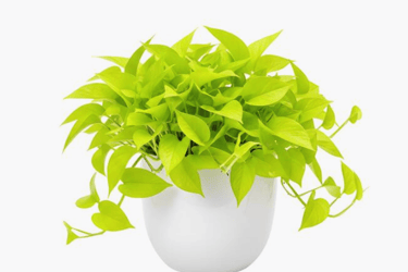 Neon green pothos