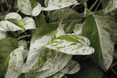 white pothos leaves