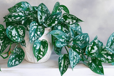 pothos plant in pot