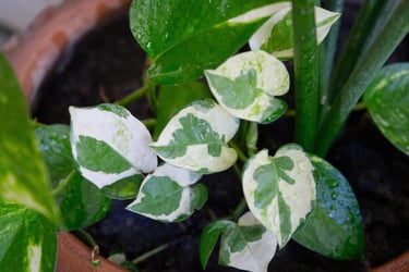 varigated pothos plant