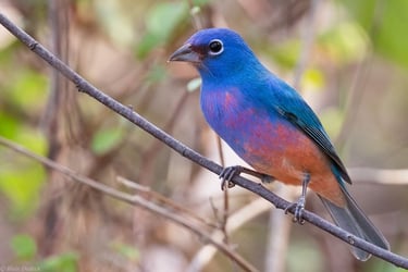 A Rose-bellied Bunting bird perches on a branch in La Sepultura Reserve in Chiapas