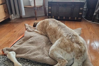 Dog Boarding in Riverdale, Leslieville area