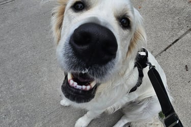 Pet Sitting in-home for dog in leslieville