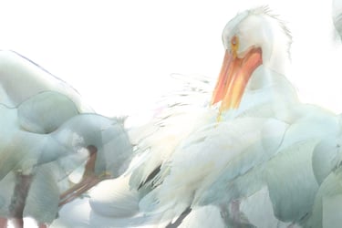 digital photo montage print, collage photography, birds, pelicans, nature, wildlife, white, orange, panoramic