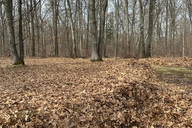 Leaf Cleanup