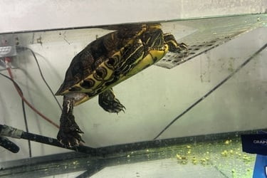 Turtles are quite easy to look after