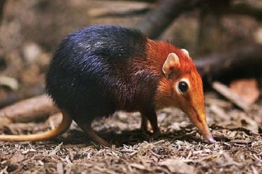 Black Shrew Mount Kinabalu, an endangered species