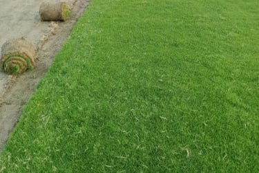 lawn grass in Visakhapatnam
