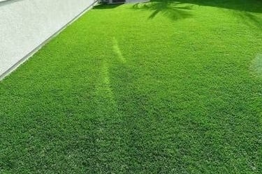 lawn grass in Hyderabad