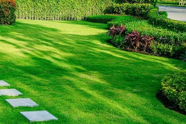 Mexican lawn grass in Hyderabad