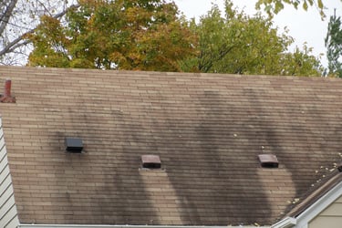 Black algae growing on an asphalt shingle  roof