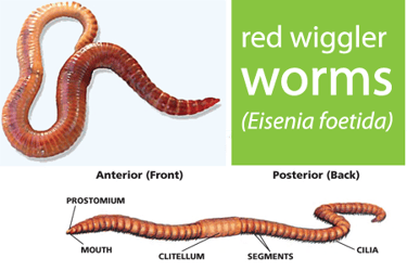 Red wriggler worms shown with its basic morphology, including clitellum (reproductive part)