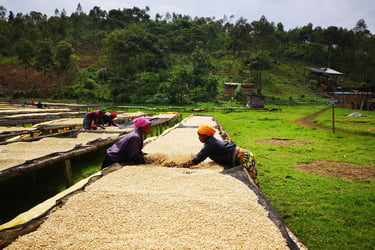 two women are working on a large pile of coffee beans drying table