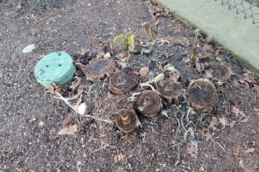 Banana Palms cut after first freeze