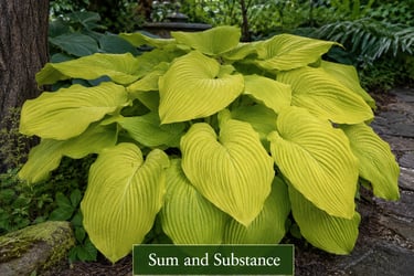 Hosta Sum and Substance