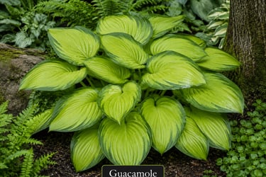 Hosta Guacamole