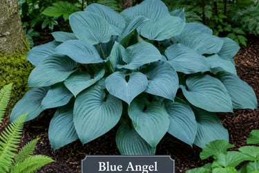 Hosta Blue Angel