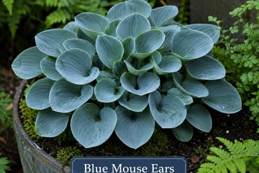 Hosta Blue Mouse Ears