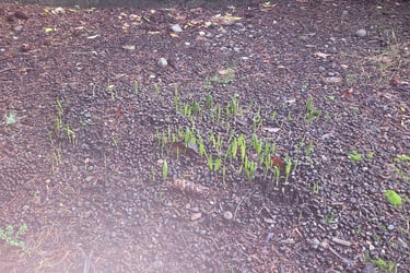 starts from seed left on the ground