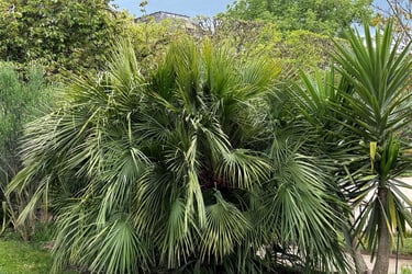 fan palm