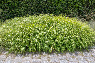 Straight Species / Hakonechloa macra
