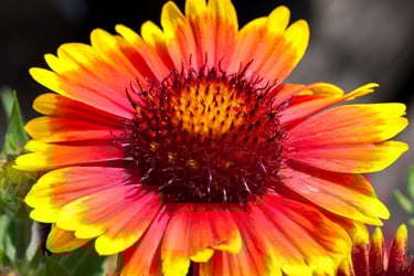 Macro view of a vibrant Gaillardia blanket flower with red and yellow petals in a sunny garden.