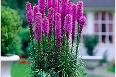 Liatris Flower