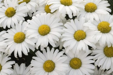 Shasta Daisy