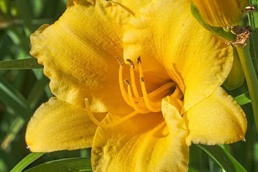 A vibrant yellow Stella de Oro daylily flower blooming in a sunny summer garden.