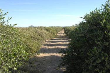 Rows of jojoba shrubs growing in a desert farm plantation under a clear blue sky.