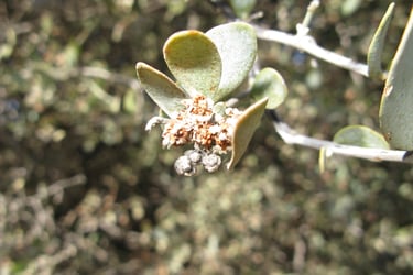 Close-up of a male Jojoba flower on one of the Jojoba shrub tree in the Sonoran Desert