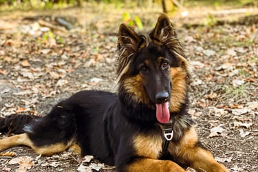 séance d’ecole du chiot en petit groupe chez activ canin à mérignac