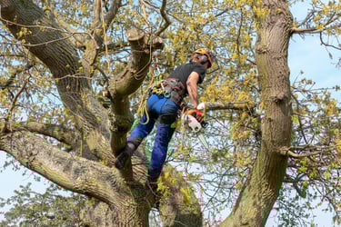 alt="Taille et élagage d’arbres en Haute-Savoie"