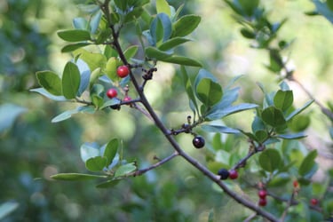 Nerprun alaterne (Royans-Vercors)