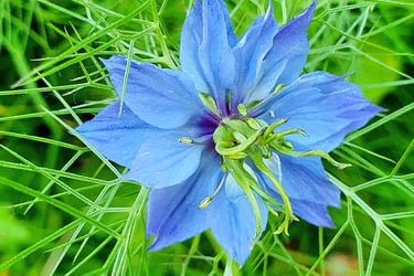 fleur de nigelle sativa plante médicinale du Maroc