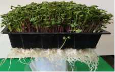 a mini tray of live radish micro greens.